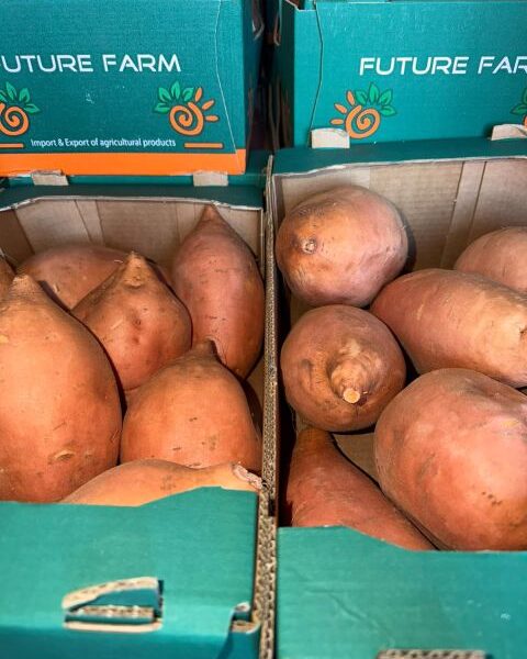 Fresh Sweet potato — image 1