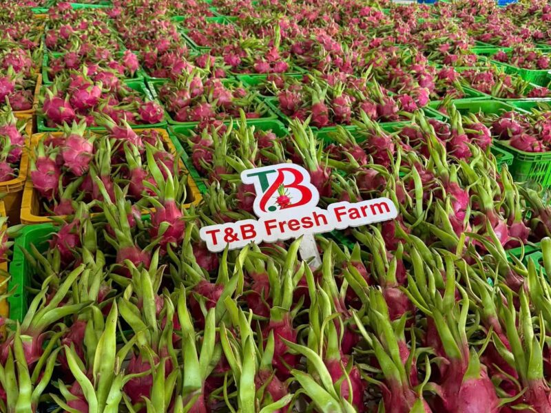 Dragon Fruit Vietnam — image 1