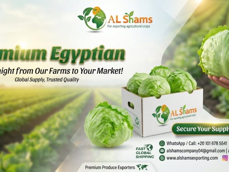 Premium Egyptian Iceberg Lettuce — image 1